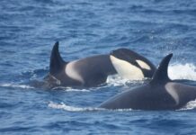 12 ballenas orca Margarita-NDV