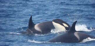 12 ballenas orca Margarita-NDV