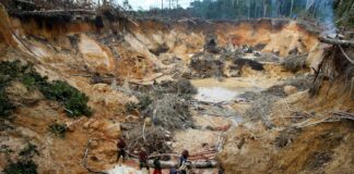 delitos ambientales en el Amazonas