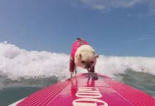 Gidget perro surfista-ndv