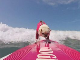 Gidget perro surfista-ndv