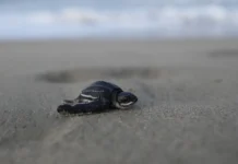 Conservar tortugas marinas
