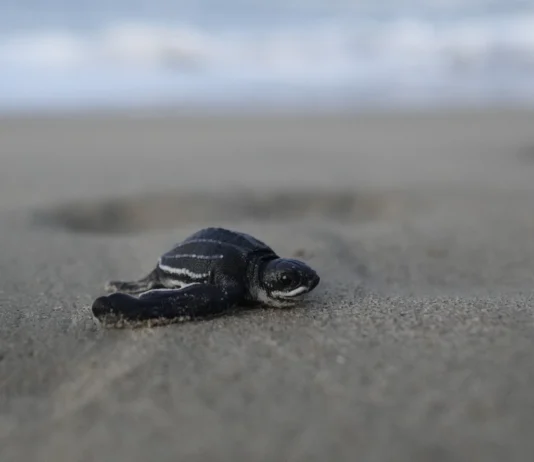 Conservar tortugas marinas