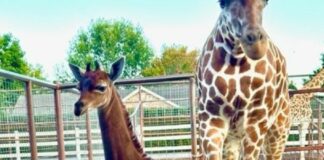 jirafa sin manchas en zoológico de Tennessee