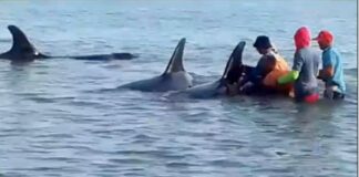 liberadas siete ballenas orcas en Sucre-NDV