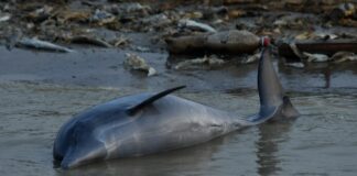 delfines muertos en la Amazonía 