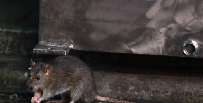 Nueva York intenta frenar número de ratas