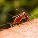 Casos de Malaria en Venezuela