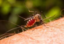 Casos de Malaria en Venezuela