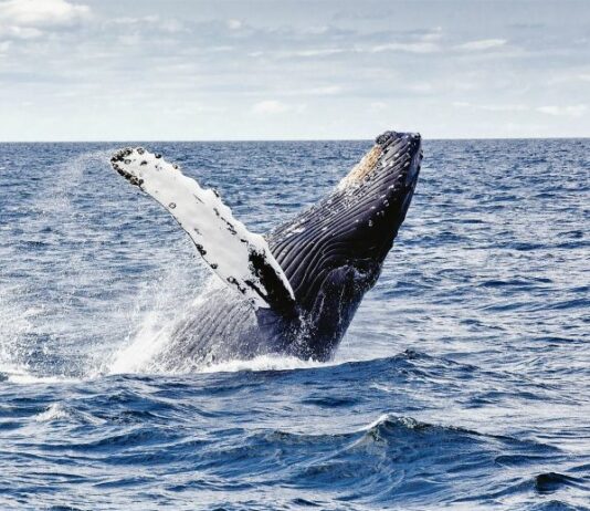 ballena jorobada herida Cayo Sombrero-ndv
