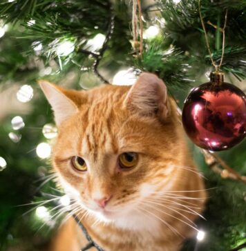 cómo cuidar a tu gato de los fuegos artificiales