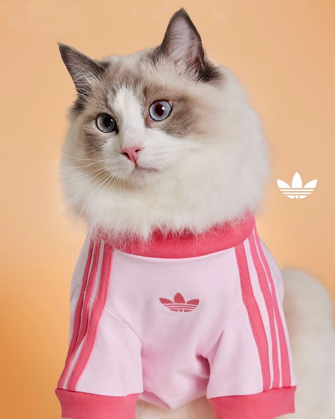 Ropa mascotas Adidas - NDV 