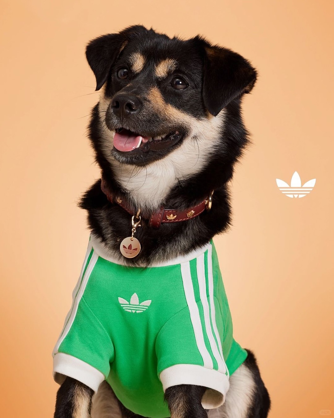 Ropa mascotas Adidas - NDV 