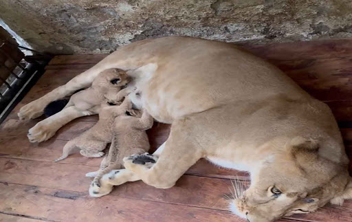 Leones en Mérida  - NDV 