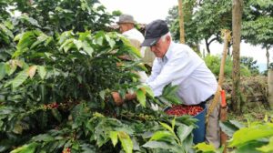 Día Internacional del Café NDV